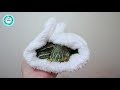 烏龜🐢如何過冬？❄️｜how turtles tortoises survive through winter ｜【小龜成長日記】