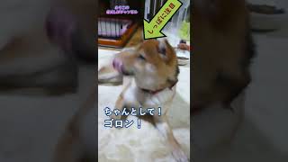 【柴犬】スパルタ教育？しっぽの動きと表情があってない犬　#shorts