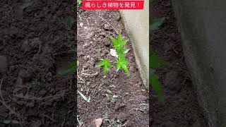 雑草駆除してたら、思わぬ植物発見！