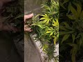 PLANT 2 Before Harvest Gorilla Glue Autoflower Cannabis from Growerschoice seeds Under #MarsHydro