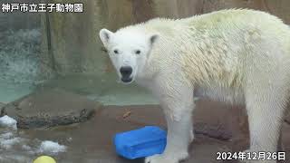 2024年12月26日　王子動物園　おやつタイム　◆ホッキョクグマ「ゆめ」◆・性別:メス・生年月日:2021年12月10日(1歳11ヶ月)・出生地:旭川市旭山動物園