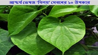 আশ্চর্য ভেষজ ‘গিলয়’ সেবনের ১০ উপকার- Wondering The Benefits Of Serving Herbal 'Giloy'.