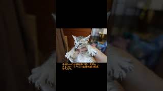 【トビ三毛猫】シロちゃん　始まりの時7　2022.05.21～2022.05.22