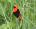 blackwinged bishop