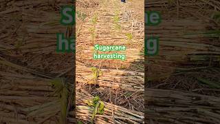 Sugarcane harvesting #sugarcanefarming #sugarplant #sugarcanecultivation #shortvideo #vairalshorts