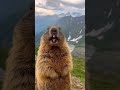 marmot. marmot sound for food. #marmot #shorts