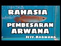 RAHASIA PEMBESARAN ARWANA / MAKANAN YANG MEMBUAT ARWANA CEPAT BESAR