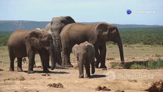 Majestic Giants: A Cinematic Journey with Elephants