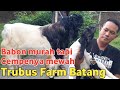 WOW‼️MATERI INDUKAN YG PALING MAHAL HANYA 6 JUTA TAPI HASIL BREEDINGNYA MEWAH