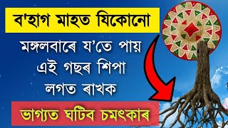 বহাগ মাহত যিকোনো মঙ্গলবাৰে এই গছৰ শিপা লগত ৰাখক নতুন বৰ্ষত জীৱনত ঘটিব চমৎকাৰ।।