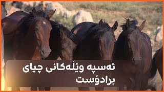 ئەسپە وێڵەکانی چیای برادۆست