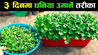 यसरी घरमै ३ दिनमा गज्जबको धनिया उमार्नुहोस | How to Grow Coriander at Home in 3 Days in Nepali