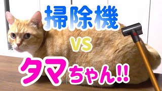 掃除機をかけている最中に猫がとった行動が可愛すぎる…‼【マンチカン】