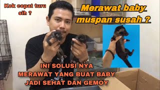 MERAWAT BABY MUSANG PANDAN SUSAH? INI DIA SOLUSI MERAWATNYA 🐼