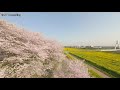 空撮　fpv　埼玉県幸手市「幸手権現堂桜堤」　桜　aerial shoot above cherry blossoms at gongendo park in saitama japan