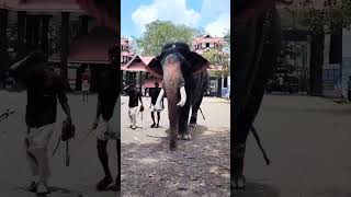 954)chemmarappally manikyam elephant elephant video 📷