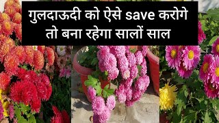 गुलदाऊदी के पौधे को अगले साल के लिए ऐसे save करे | कभी खराब नहीं होगा 🤩🌸🌱 #chrysanthemumflowers