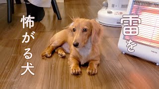 【ミニチュアダックスフンド】雷を怖がる犬