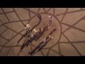 Corona SunSets Festival Teaser