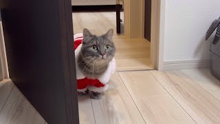 猫たちと一緒にクリスマスを過ごしていたら大事件が発生しました