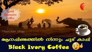 Black Ivory Coffee | ആനപ്പിണ്ടത്തിൽ നിന്നും ലോകത്തിലെ ഏറ്റവും വില കൂടിയ കാപ്പി | Thunchan Vlogz