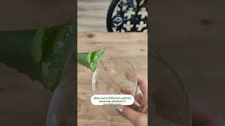 Aloe Vera daki Zehir Dikkat