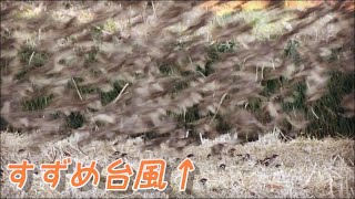 すずめの台風 最強クラスのスズメの群れ#4 大群 集団 たくさん 冬のすずめ かわいい 狂喜乱舞 野鳥観察 So many sparrows. 雀 チュン太郎 多重影分身