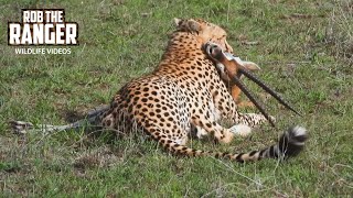 Dinner For A Cheetah Family | Maasai Mara Safari | Zebra Plains