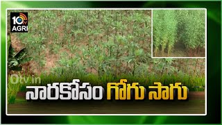 గోగు పంట ఉపయోగాలు | Benefits And Uses Of Linseed Crop | Matti Manishi | 10TV News