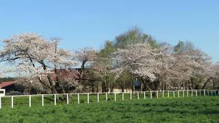 2021年4月22日 小岩井農場の桜並木と岩手山(満開)