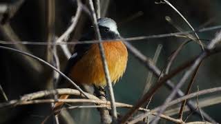 (野鳥)ジョウビタキさん、あまりにも丸すぎた