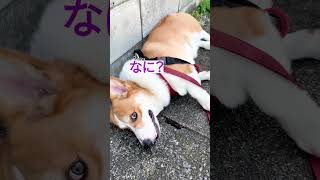 【コーギー】散歩中…突然に…(笑)＃short #コーギー #犬