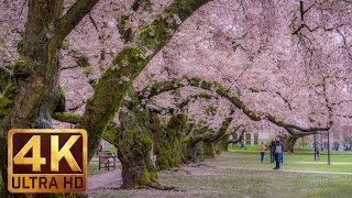 4K Relax Video - 2 HRS Cherry Blossom at the University of Washington on a Rainy Day - 2017 Part 2