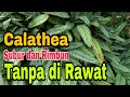 Calathea Tepap Subur Tanpa Perawatan