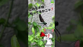 【生き物クイズ】この生き物知ってるかニャ❓12   #なんの生き物#キレイなトンボ#散歩#キラキラ#いきもの