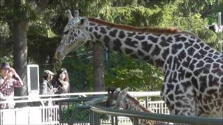 2011年10月9日　円山動物園　マサイキリンのナナコ親子