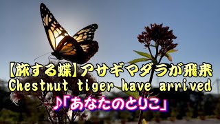 【旅する蝶】アサギマダラ、曲「あなたのとりこ」（下関市）Chestnut tiger have arrived (Shimonoseki City)