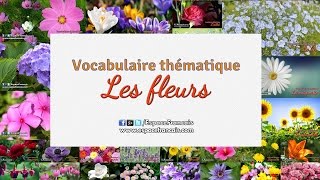 Nom des fleurs (audio) -Flowers in French - أسماء الزهور بالفرنسية - Vocabulaire français thématique