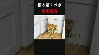 猫の驚くべき反応速度