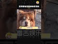 艾特宝宝一定要在汪星快快乐乐的啊！ 艾特 潘宏爱玩狗 shorts