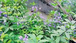 Must have winter flower, Philippine violet/Barleria Cristata/Violet blueball  barleria, episode 1