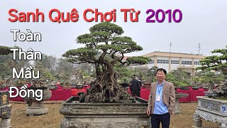 CHIÊM NGƯỠNG cây sanh quê CHƠI TỪ 2010 của anh TUẤN tại Triển Lãm TRIỆU ĐỀ - LẬP THẠCH - VP .