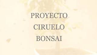 Ciruelo bonsai (desde esqueje)