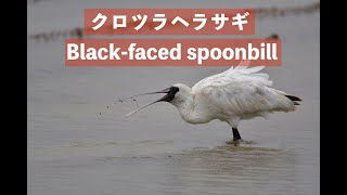 【絶滅 危惧ⅠB類】沖縄・石垣島でクロツラヘラサギの水浴び・餌探し（Wild Birds Black faced spoonbill）高画質