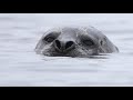 pinnipeds seals sea lions and walrus