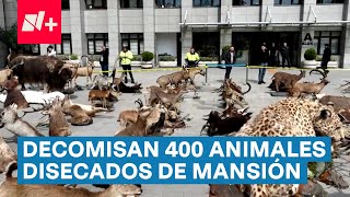 Decomisan más de 400 animales disecados en una mansión - N+