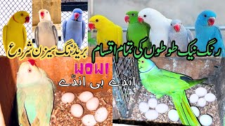 All Species Of  Ringneck Parrots | Complete Guide to Breeding, Eggs, Seasons, Diet, and Care!