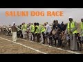 Download Saluki Dog Race in Dubai In Mp4 3Gp Full HD Video