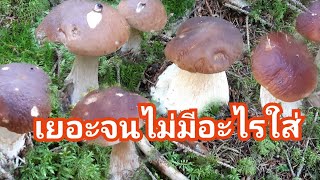 Mushroom picking 2021 a lot เก็บเห็ดผึ้งหวาน 2021 เยอะจนไม่มีอะไรใส่