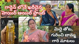 గార్డెన్ లోనే ఖరీదైన హెయిర్ ఆయిల్ ప్లాంట్#@Aadi Lakshmi terres garden #kesavardhini plant #hair oil